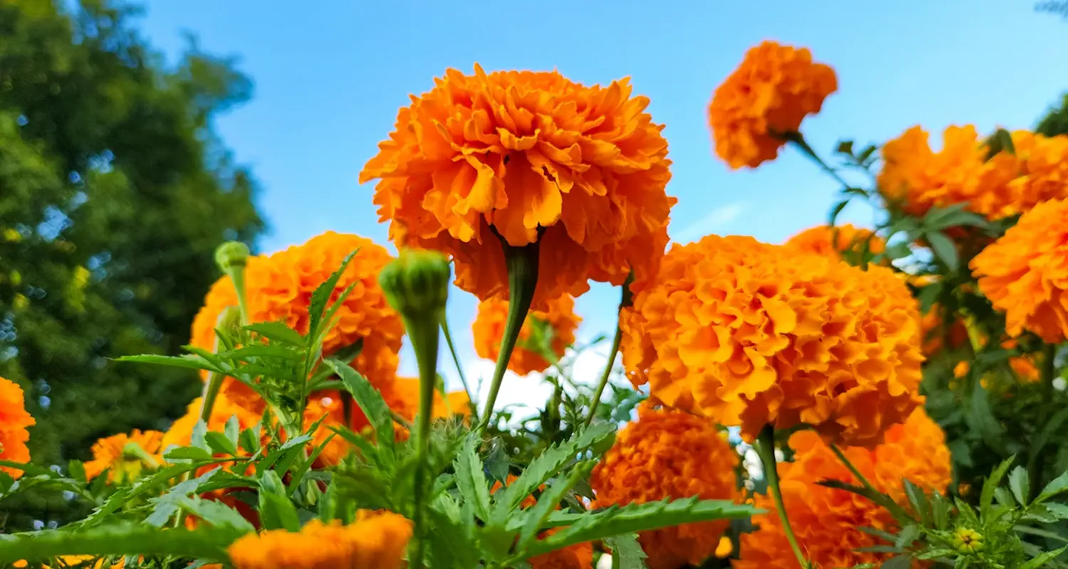 How Virtual Computing migrated 550 VMs to Vates VMS