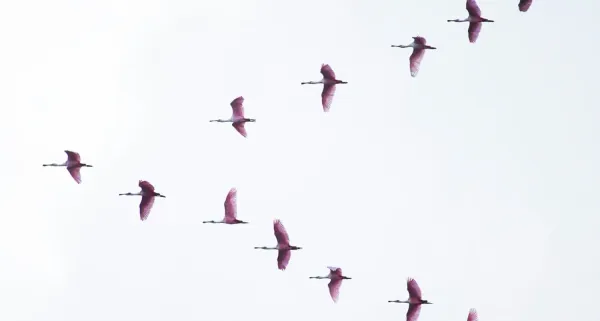 Migrating from VMware or Hyper-V to Vates VMS